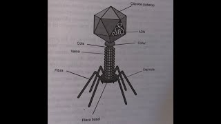 Bacteriofagos  Priones EET  vEEH  EEB [upl. by Lankton]