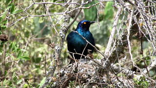 Cape Glossy Starling singing [upl. by Genet]