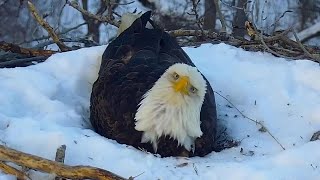 New MN DNR EagleCam to Start Streaming This Week  Lakeland News [upl. by Hahnke]