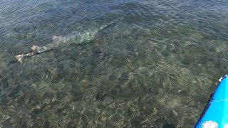 Islamorada Flats Are Bustling With Life  Fall Patterns [upl. by Ohare]