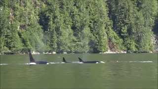 Killer whales eating dolphins [upl. by Pitt]