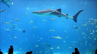 Georgia Aquarium Whale Sharks and Stunning Fish in 1080p HIGH DEF [upl. by Andriana817]