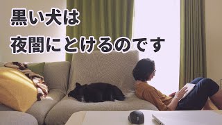 黒い犬の夜散歩は姿が見えなくなります [upl. by Derfliw]