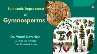 Economic Importance of Gymnosperms by Dr V D Devarkar [upl. by Dralliw]