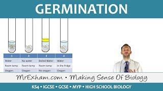 Plant reproduction  Germination  GCSE Biology 91 [upl. by Luthanen979]