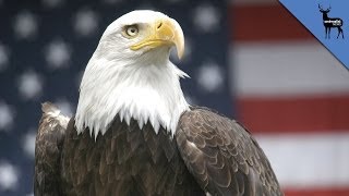 Why Does The Bald Eagle Represent America [upl. by Giuseppe]