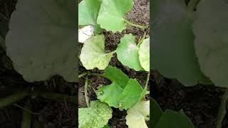 nature herbs amazing waterhyssop brahmi [upl. by Yrmac705]