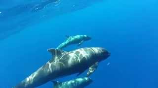 Melonheaded Whales Hawaii Peponocephala electra [upl. by Frye]