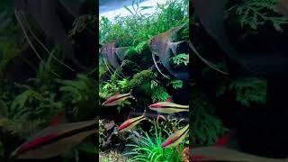 The Viral Denison Barb A MustHave for Aquascape Enthusiastsshorts [upl. by Nojad]