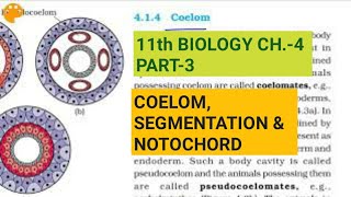 Class 11 BiologyCh4 Part3Coelomsegmentation amp notochordStudy with Farru [upl. by Tegan799]