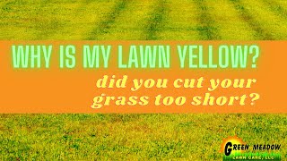 Why is My Lawn Yellow How Cutting Grass Short Can Damage Your Lawn [upl. by Towrey]