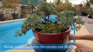 Bonsai project Juniperus Horizontalis Icee Blue [upl. by Ebneter]