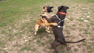 Territorial Pit Bull Attacks Belgian Malinois At Dog Park TWICE [upl. by Wawro]