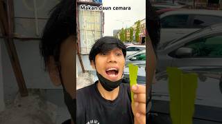 Ekstrim makan daun cemara super hijau money coin satisfying [upl. by Lyons]