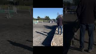 Interschools 2024Results in the pinned comments nixie equestrian ponies subscribe shorts fyp [upl. by Arza]