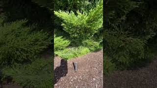 Cupressus macrocarpa’Chandleri’ Monterey Cypress conifers gardenscapes [upl. by Astrix]