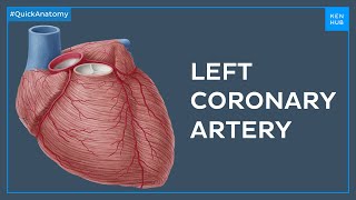 Left coronary artery and its branches  Quick Anatomy  Kenhub [upl. by Xever]