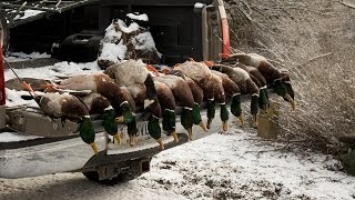 Upper Columbia River Duck Hunting ALL GREEN LIMITS [upl. by Je6]