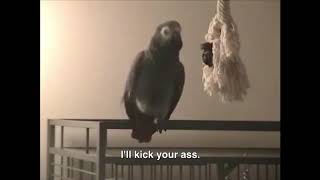 CURSING PARROTS [upl. by Atwater]