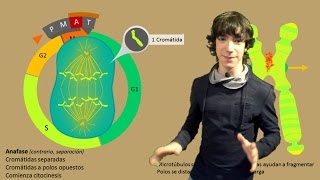 Mitosis Paso a Paso [upl. by Eugenie]