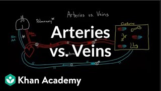 Arteries vs veinswhats the difference  Circulatory system physiology  NCLEXRN  Khan Academy [upl. by Eetse]