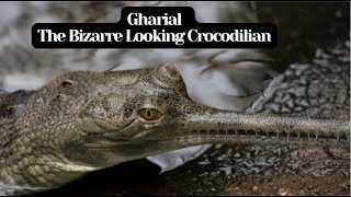 Gharial  The Bizarre Looking Crocodilian [upl. by Arihppas]