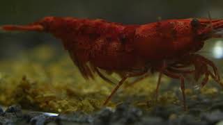 Neocaridina Shrimp Cherry shrimp BirthHatching [upl. by Linnette]