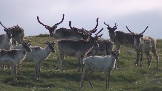 La semaine verte  Espoir pour le caribou migrateur [upl. by Rather]