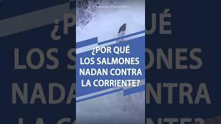 ¿Por qué los salmones nadan contra la corriente [upl. by Candis]