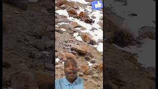 Native Mountain Dog vs Snow Cat Clash dog snowcat animals wildlife cat [upl. by Adnwahs237]