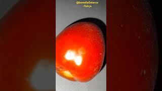 Um tomate 🍅 vermelho tomate delicia saúde saudavel [upl. by Jerrold]