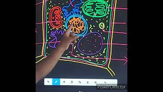 STRUCTURE OF PLANT CELL [upl. by Aisenat63]