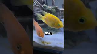 5 FVCTS  5 Facts About Parrot Fish  zfa shorts facts fish story viralvideo [upl. by Amii696]