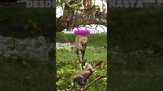 ¡DESCUBRE CÓMO LOS LEOPARDOS USAN SU INCREÍBLE FUERZA Y CAMUFLAJE PARA DOMINAR LA SELVA leopardo [upl. by Einaffets702]