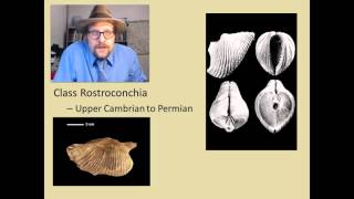 What are the major groups of fossil Molluscs [upl. by Esyned]