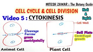 Cytokinesis in Cell Cycle  Cytokinesis in Animal Cell Vs Cytokinesis in Plant Cell Hindi amp English [upl. by Puff]