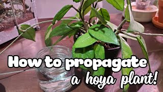 How To Propagate A Hoya  Water Propagation Method [upl. by Hahsi15]