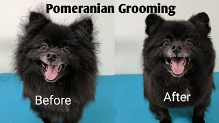 Pomeranian Grooming [upl. by Carmela]