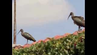 Hadada Ibis Nairobi [upl. by Ikir]