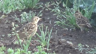 Eurasian Skylark  Alauda arvensis  on the field April and August 2024 [upl. by Elocon]