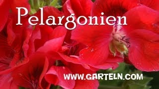 Infos und Tipps für Pelargonien [upl. by Nahbois]