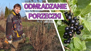 CZARNA PORZECZKA  cięcie odmładzające i rozmnażanie krzewu [upl. by Heady]