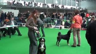 Appenzeller Sennenhund DUO CACIB BRNO 2010 [upl. by Gaw]