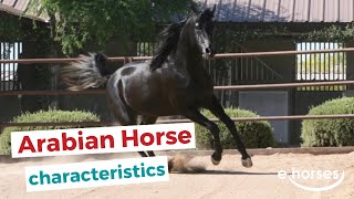 Arabian horse  characteristics origin amp disciplines [upl. by Morton930]