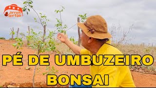 PÉ DE UMBUZEIRO BONSAI [upl. by Orutra]