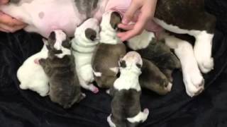 Newborn Olde English Bulldogge Puppies Nurse for the First Time [upl. by Kristal756]