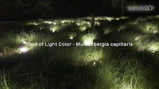 Field of Light Color  Muhlenbergia Capillaris [upl. by Donald]