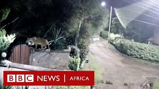 Lion caught on CCTV snatching a rottweiler  BBC Africa [upl. by Valley273]