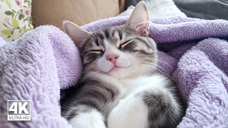 EXTREMELY Music Therapy for Sensitive Cats  Calm Your Cat and Combat Anxiety Cat Relaxing Melodies [upl. by Shara]