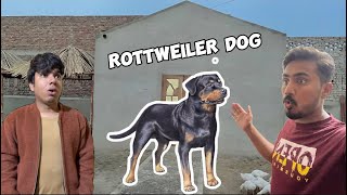 Waleed Bhai Ke Big Zoo Mein Dangerous Rottweiler Dog a Gaya 😱😱 [upl. by Kenta]